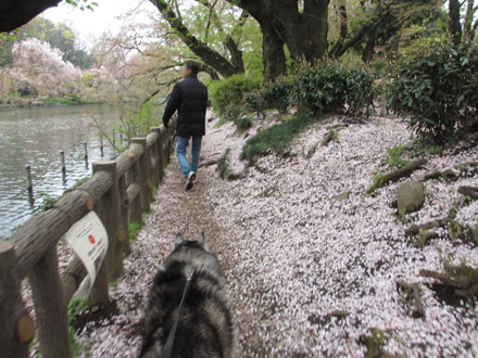桜の終わった井の頭公園