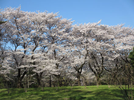 桜満開の野川公園