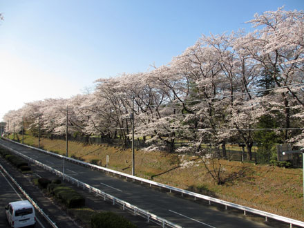 桜満開の野川公園
