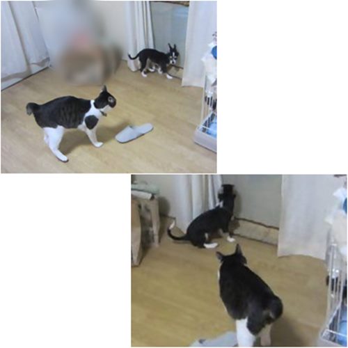 cats1_20150708184029e21.jpg