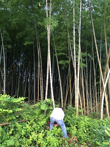 竹も伐採してきました。