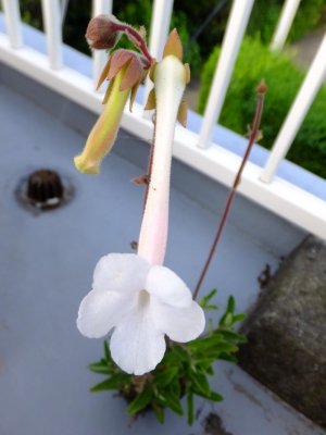 シンニンギア・上海の女王（Sinningia tubiflora)筒の白花開花中（＾－＾）2015.07.13