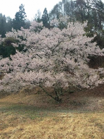 高遠城址公園周辺の桜3